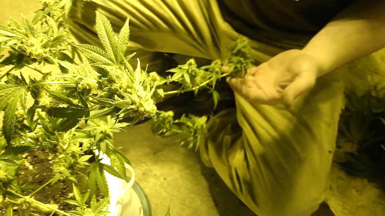 g13 labs pineapple express, harvest time.
