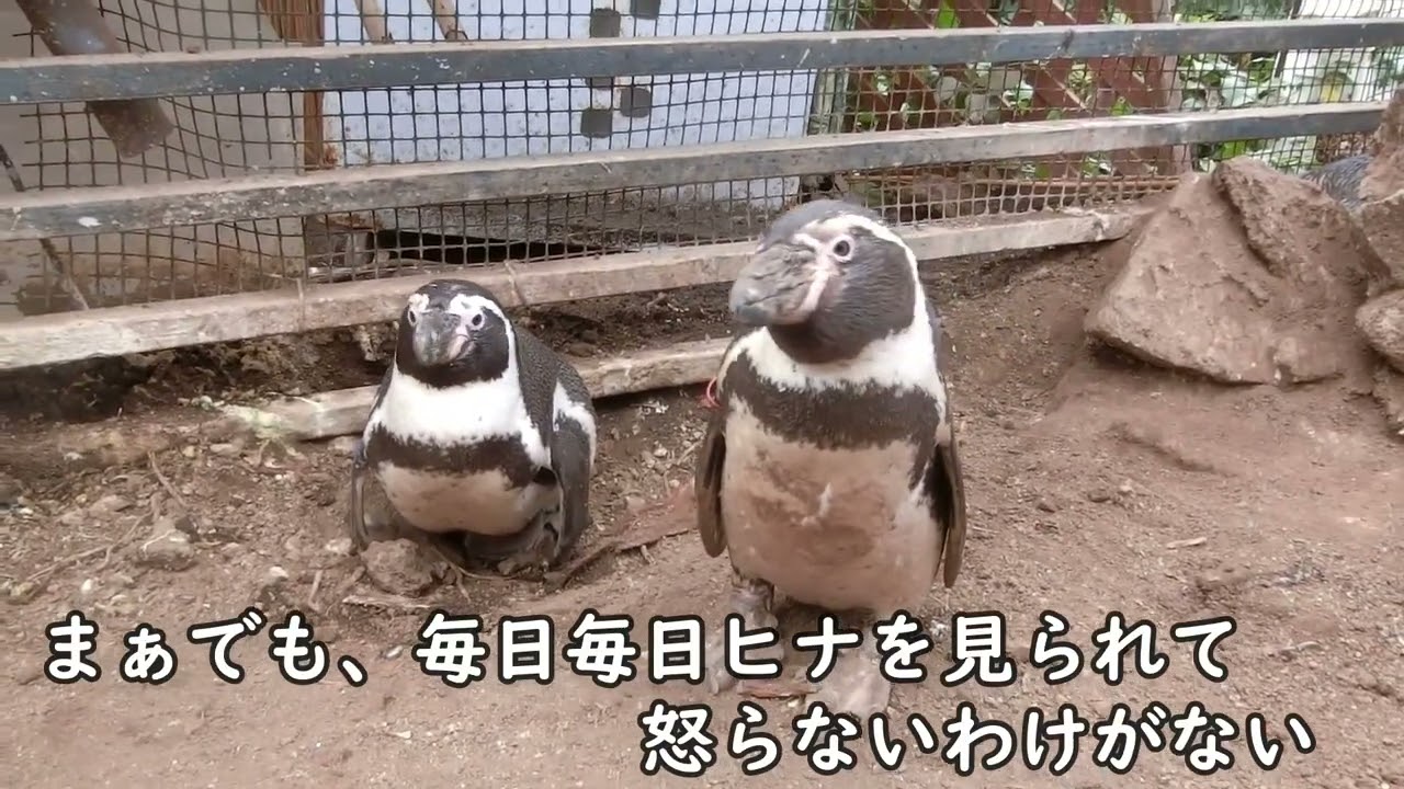【ぺンギン】 新しい家族の誕生！（伊勢シーパラダイス／水族館）