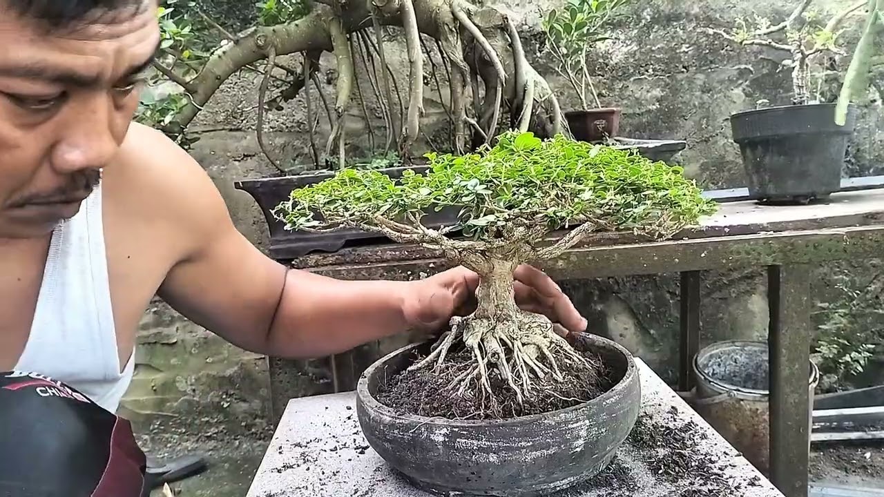 PRUNING SANTAI BONSAI SANCANG THE MAX 