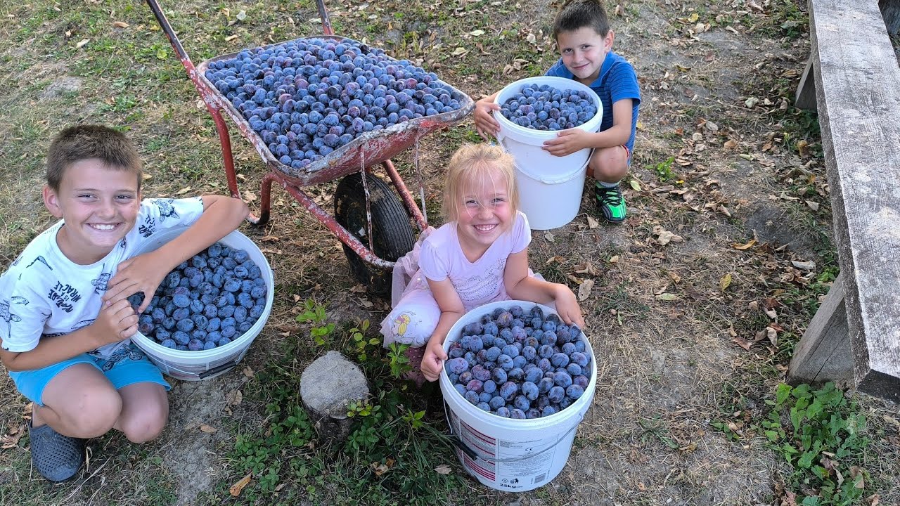 Niko nema ovakvih ŠLJIVA KAŽE AJLA 😁. BRALI SMO ŠLJIVE za pekmeza.Rodile ove godine 💜
