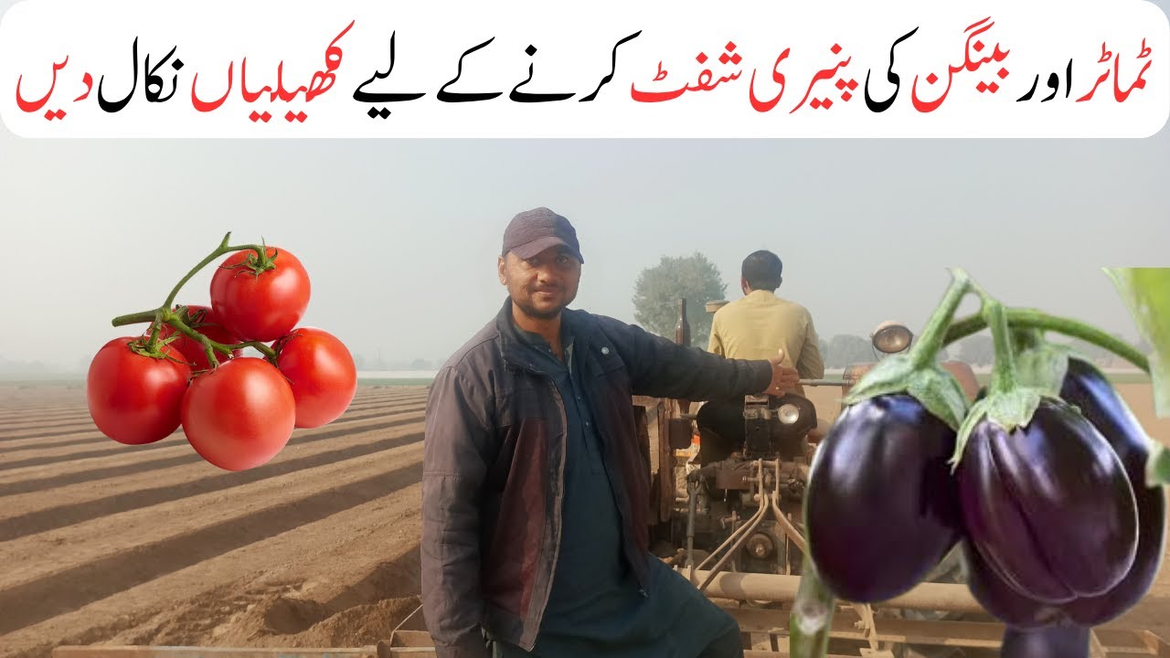 Land Preparation For Tomato & Brinjal Farming