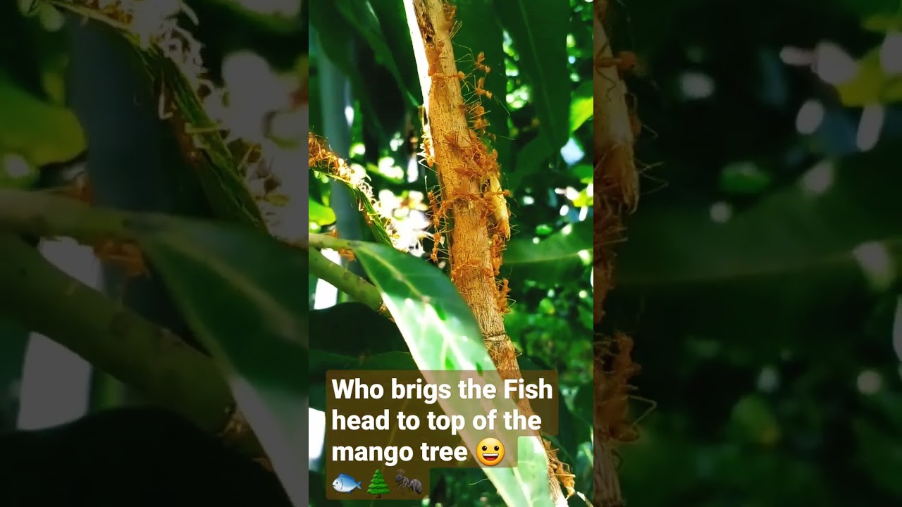 Wood ants carried a big fish head to top of the mango tree 