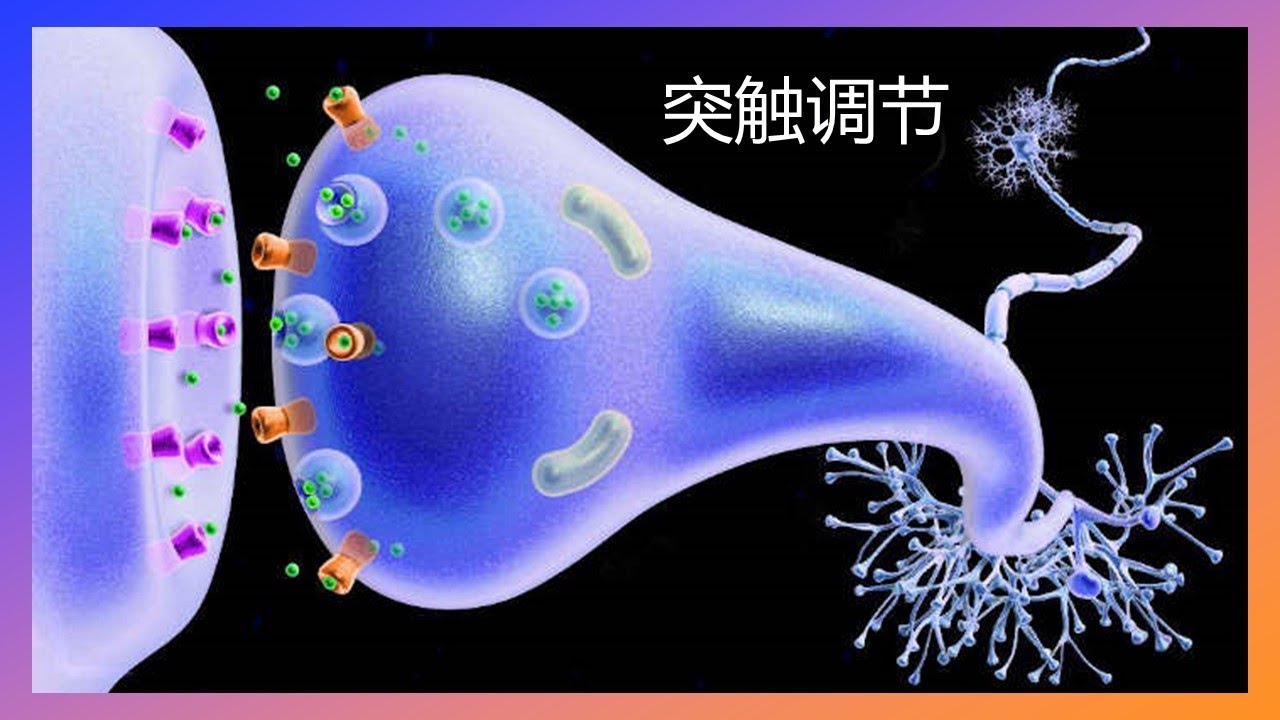 全面了解突触调节 - 4 分钟内解释