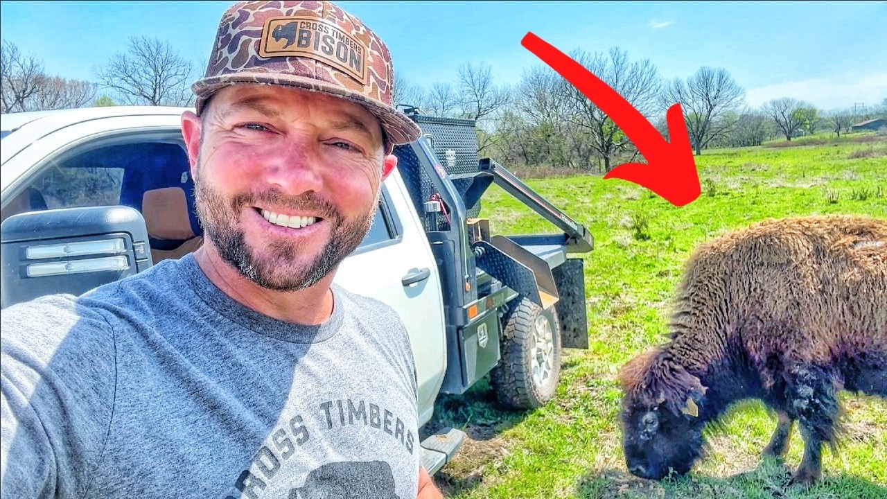 Bison Calves Go Wild After I Did This!