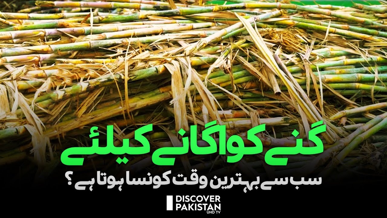 What is the best time to grow sugarcane? | Discover Pakistan TV