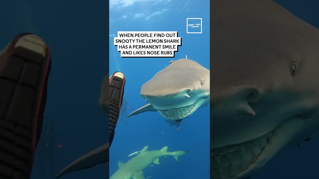 If not friend why smiling? 😀 #Shark #AmazingMoments #FeedYourCurious