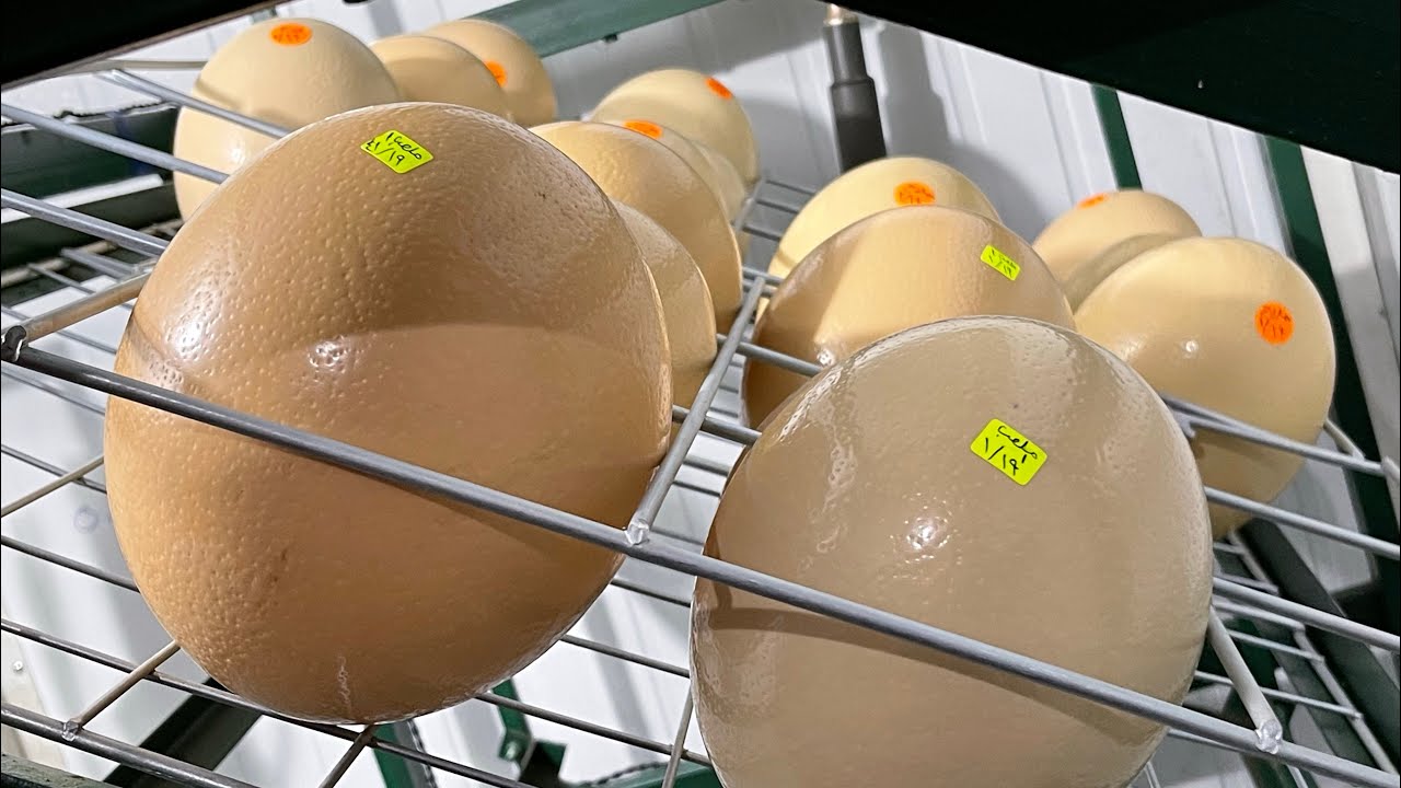 بدايه موسم جديد في مزارع نعام دمياط