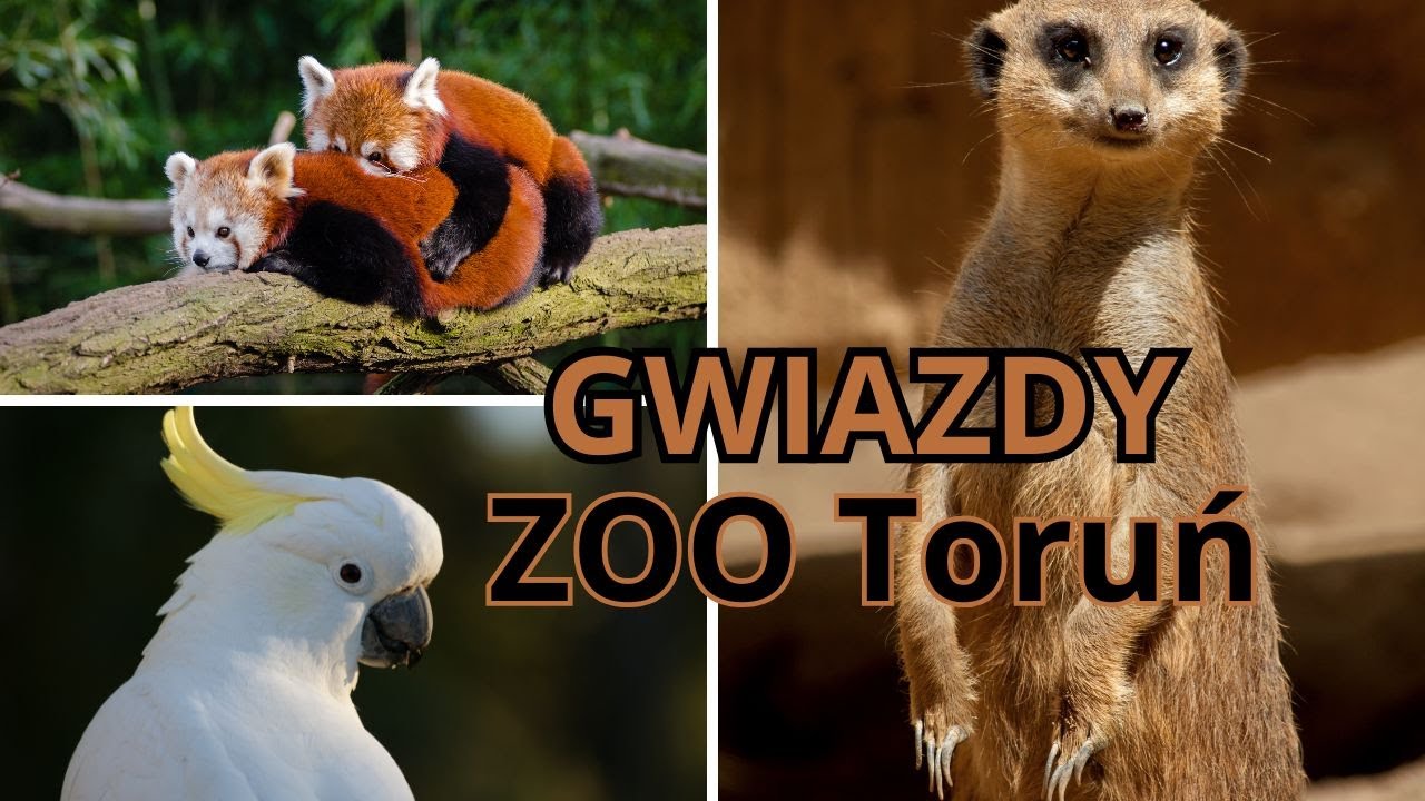 Zoo Toruń. Pandy kradną show!