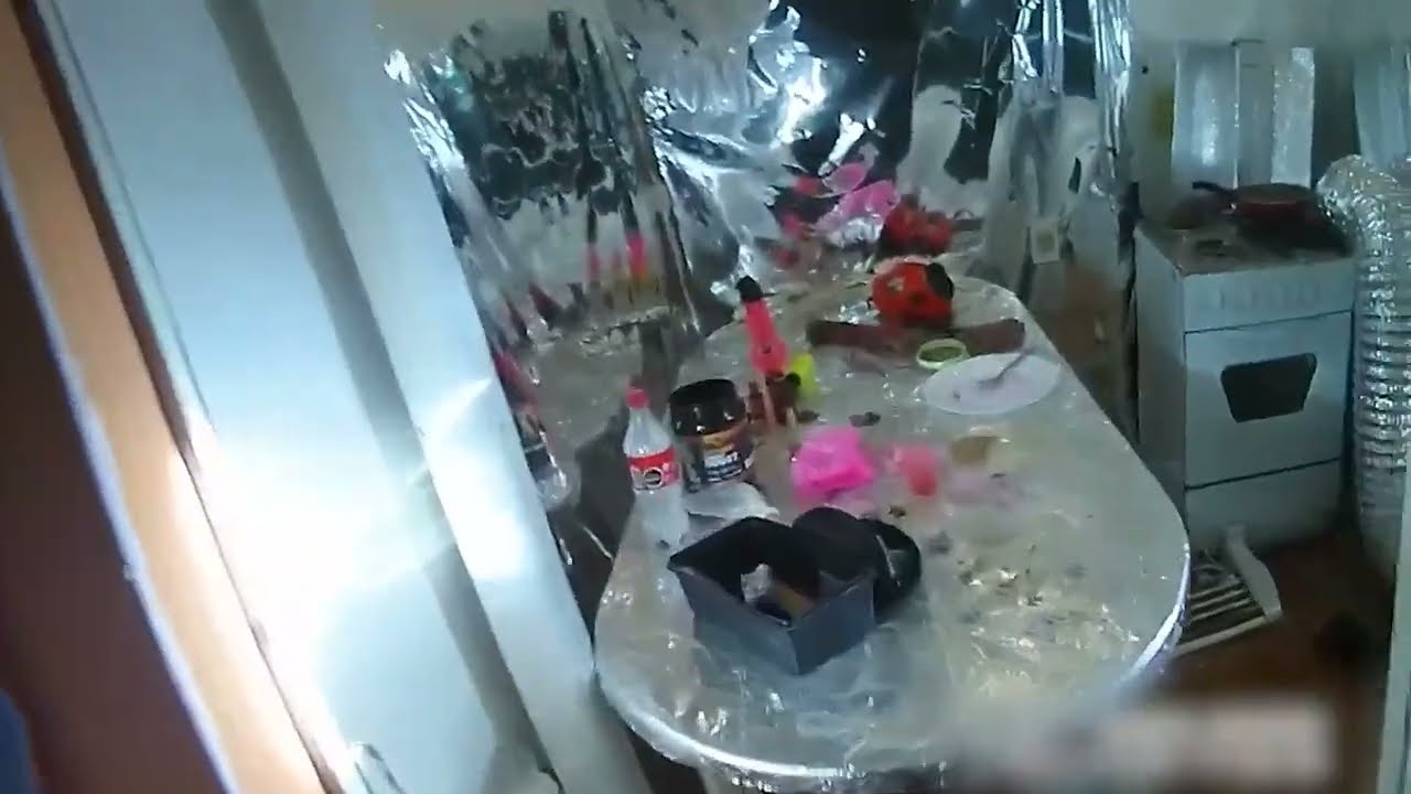 Desmantelan otro laboratorio de producción de tussi en Montevideo