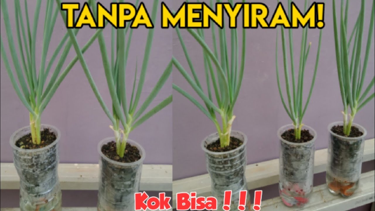 Cara Menanam Daun Bawang Agar Tumbuh Subur dibotol plastik