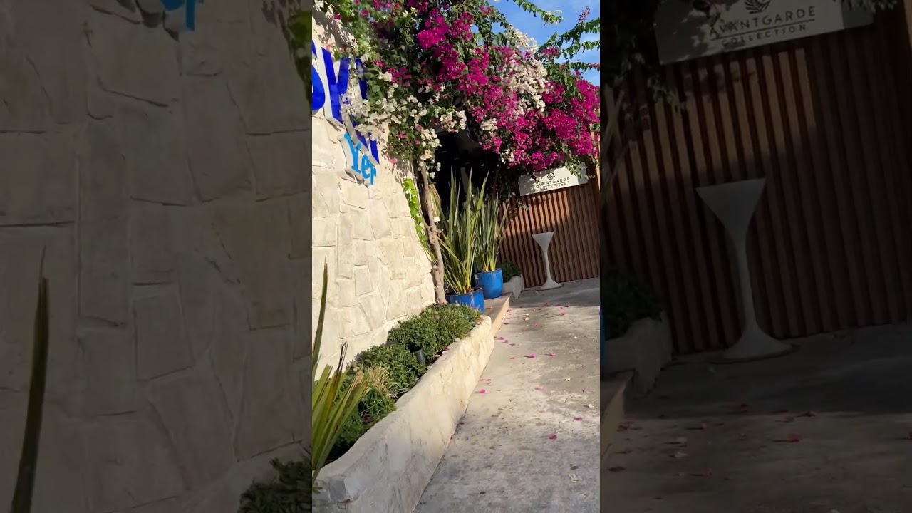 #begonvil #bougainvilleaflower #walking 😍