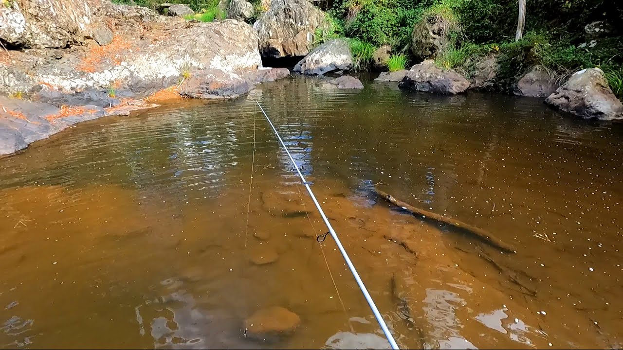 Brown trout fishing in a small mountain creek