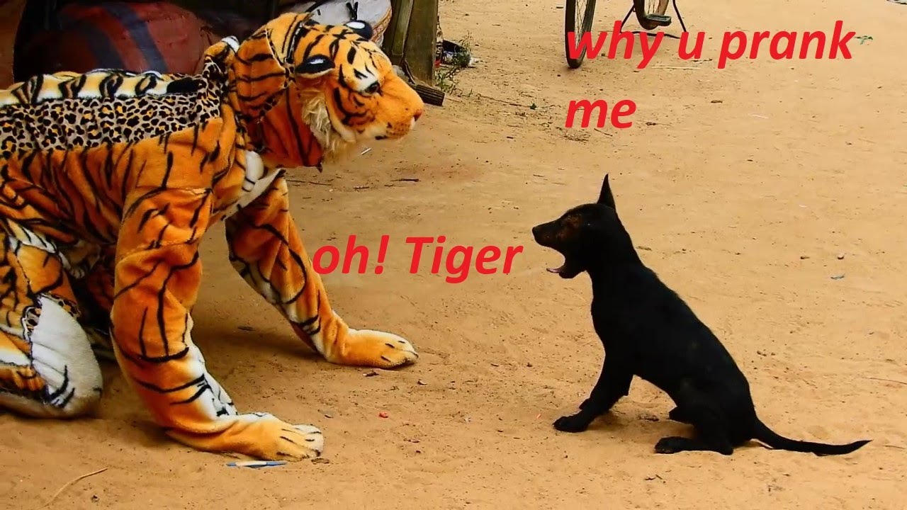 Fake tiger prank to dog very funny