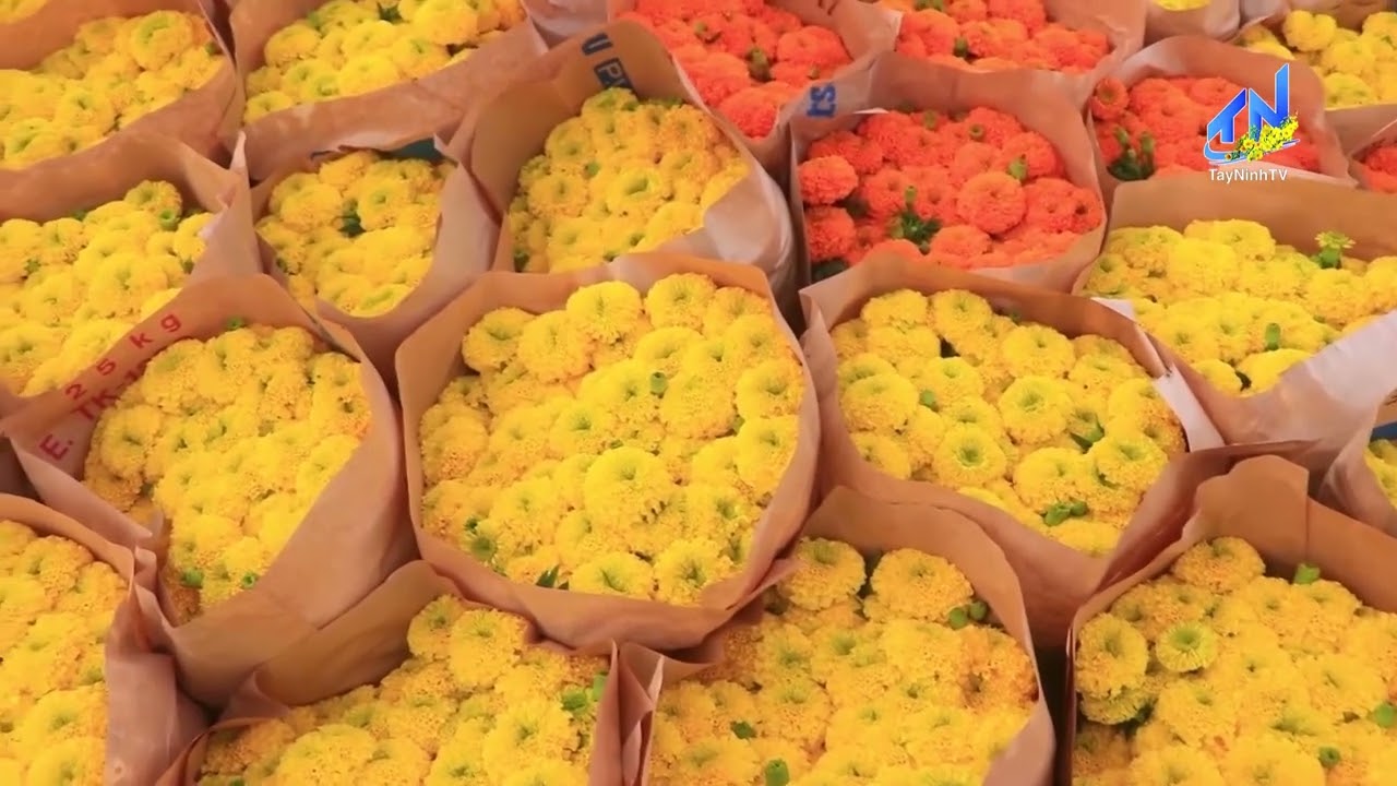 Rực rỡ sắc vàng vạn thọ Cần Đước