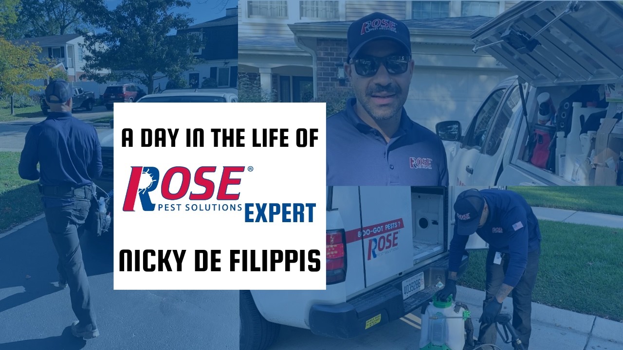 Professional Pest Management for Homes & Facilities | Nicholas De Filippis