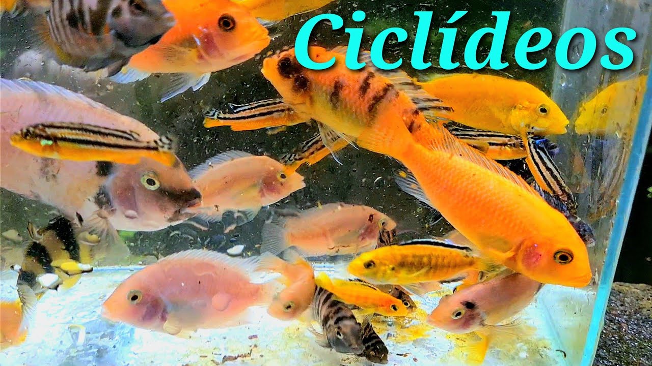Tipos de ciclídeos