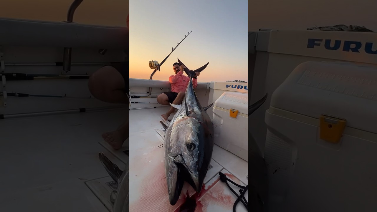 Sabahın en b&uuml;y&uuml;l&uuml; anında gelen dev orkinos 😌 #fishing #orkinos #fish #tunafishing