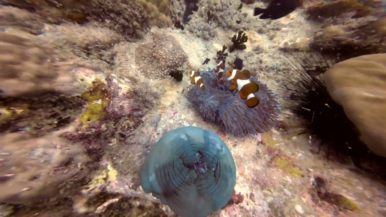 PADI AOW - Deep Diving at Tokong Laut Perhentian Island
