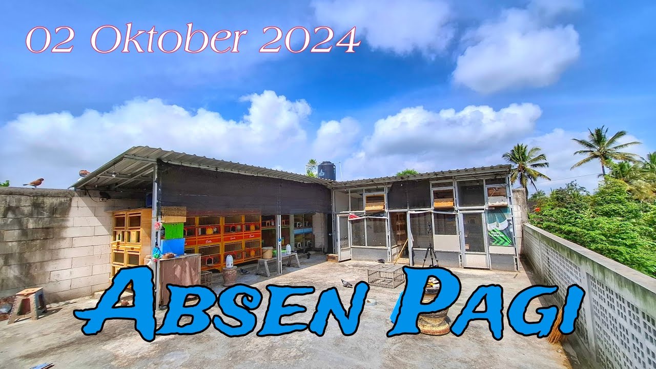 Update Kandang Ternak Merpati Tinggian JAY DIY 02 Oktober 2024. #merpatitinggian #merpatitomprang