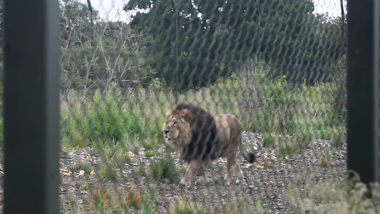 Asiatic Lion Chester Zoo