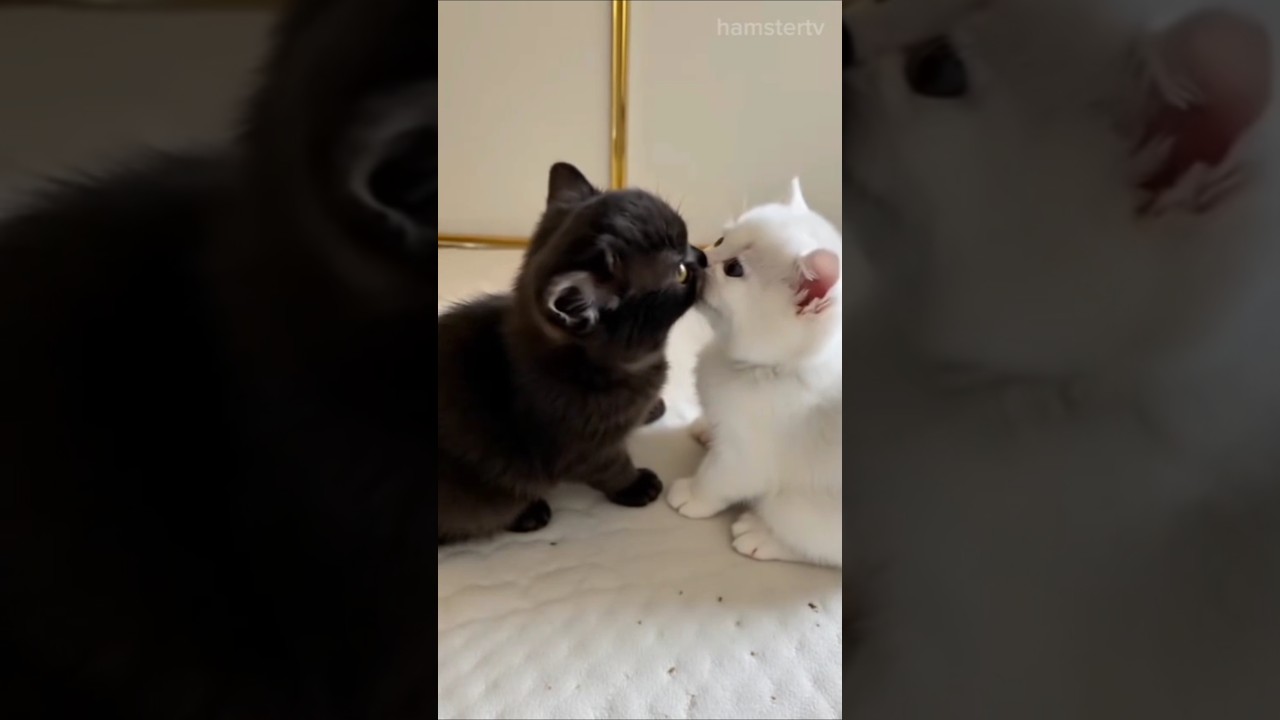 Wow! two cats kissing😍 #cute #catvideos #kissing #hamstertv #animalshorts #shorts