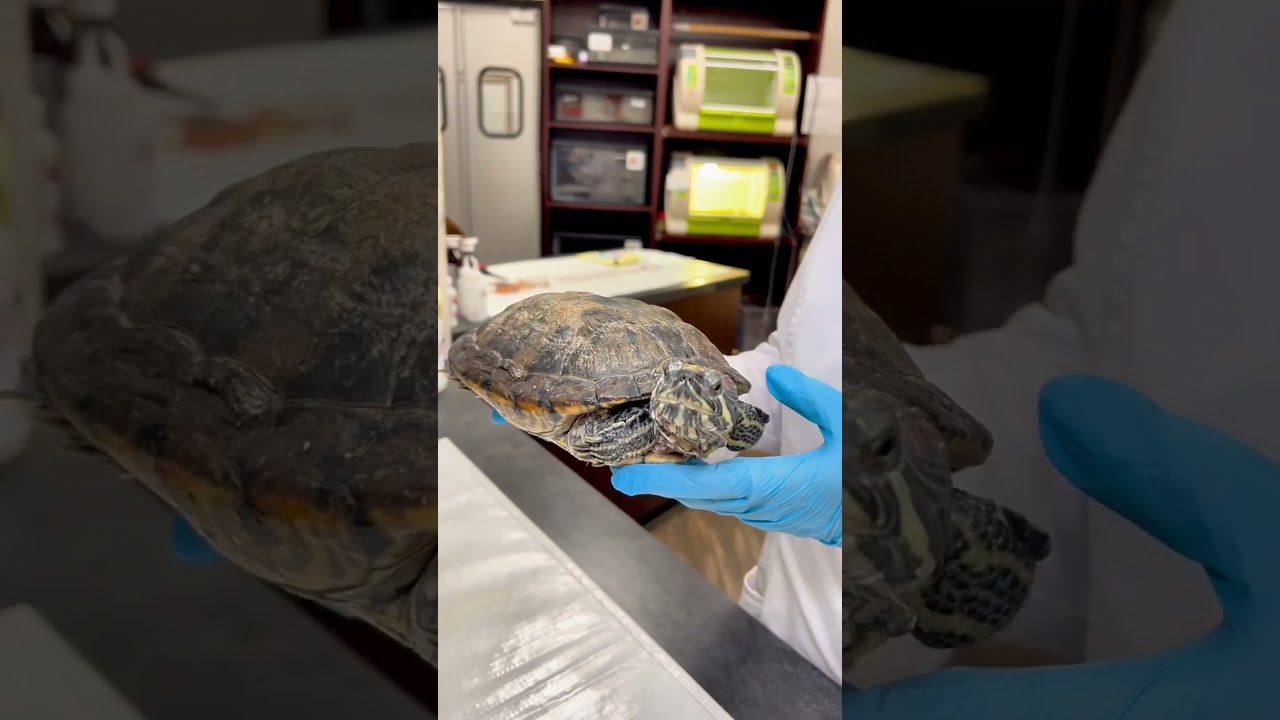 Red eared slider 24yr old