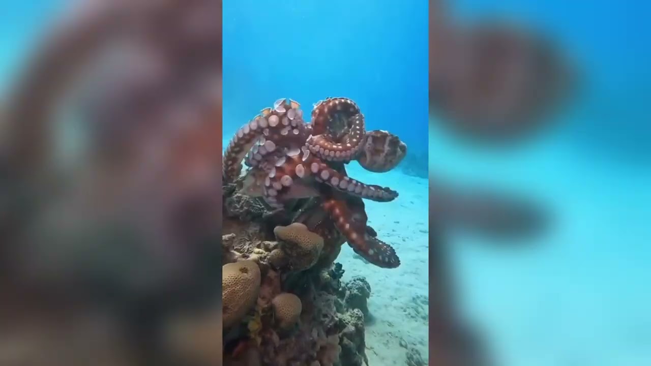 The most terrifying moments in the North Sea☠️😱😱😱