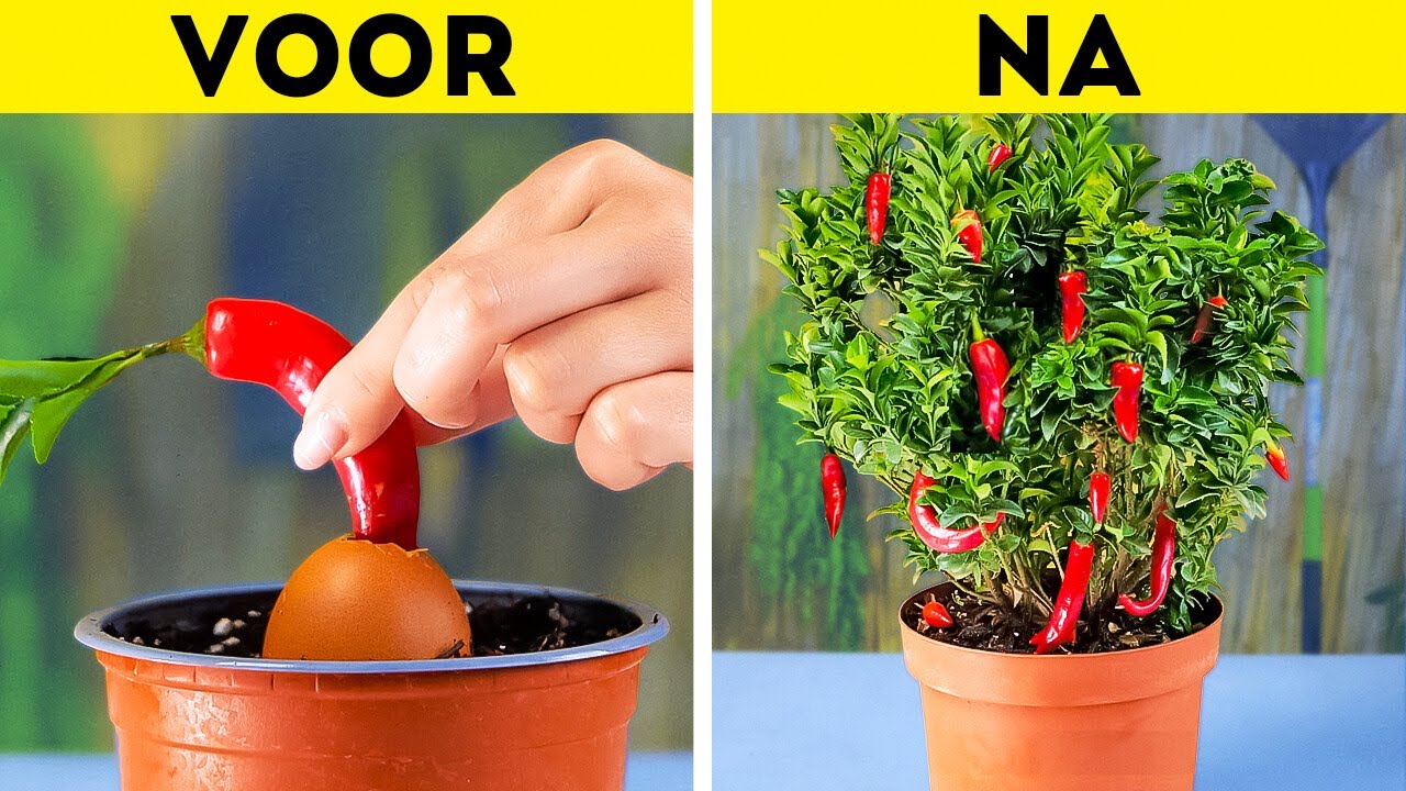 Garden Like a Pro 🌱🌼 Transformeer je tuin met deze tophacks en tips!