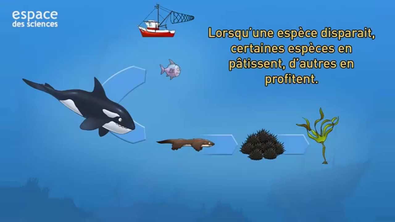 Réactions en chaîne