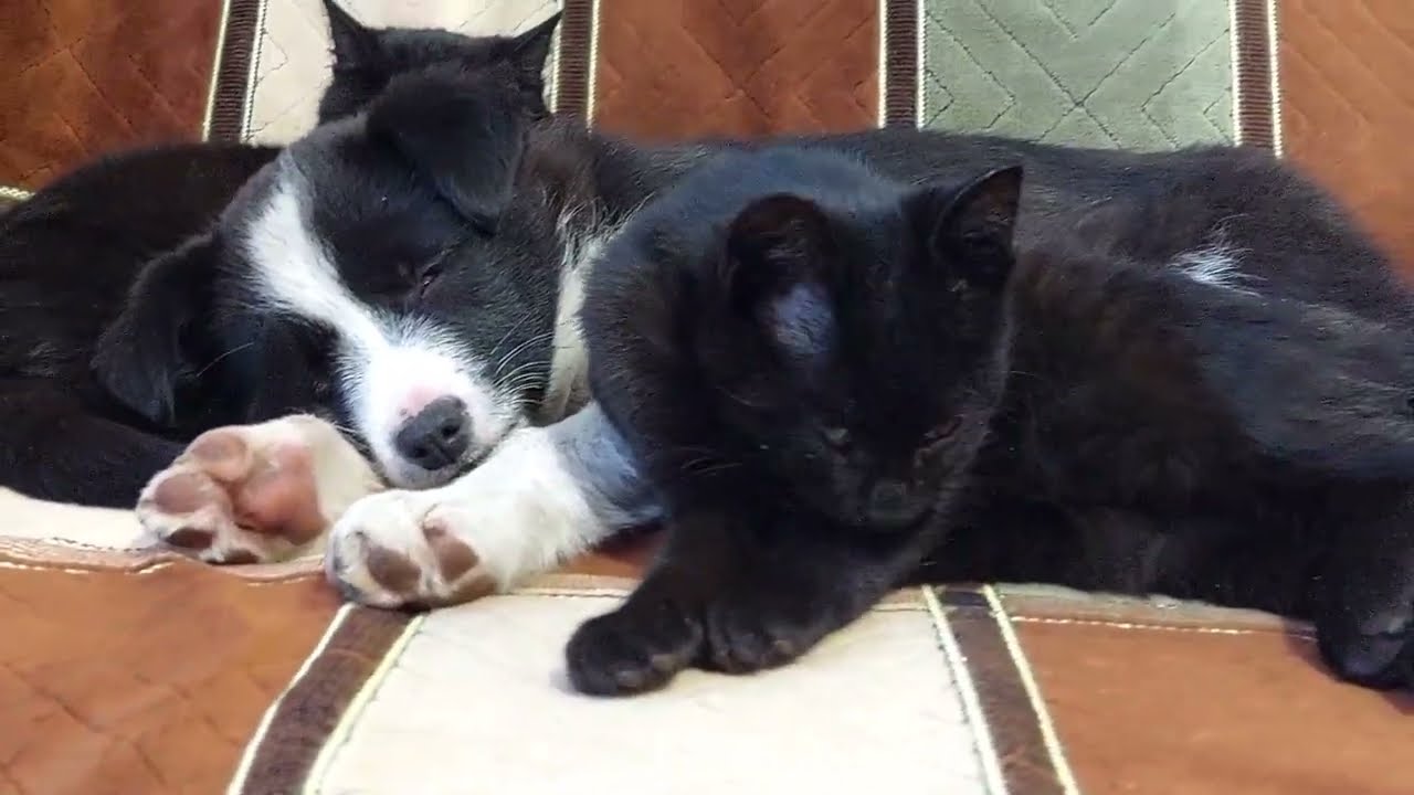 Abandoned Rescued Puppy Falls Asleep in a Cat’s Hug — So Heartwarming