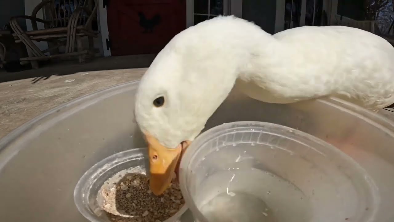 Duck ASMR (wrinkle eats as much as possible, as fast as possible)