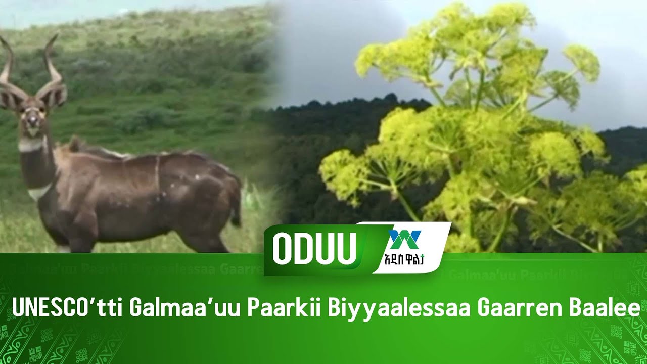 UNESCO’tti Galmaa’uu Paarkii Biyyaalessaa Gaarren Baalee