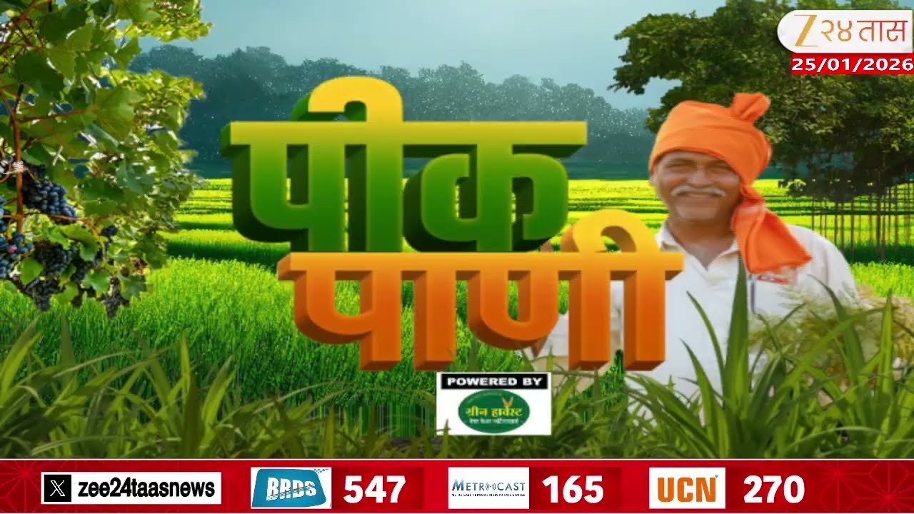 Peek Pani | आरा फायर क्रंच चा नवा जागतिक द्राक्षवाणा; पलूस तालुक्यात द्राक्षवाण यशस्वी लागवड