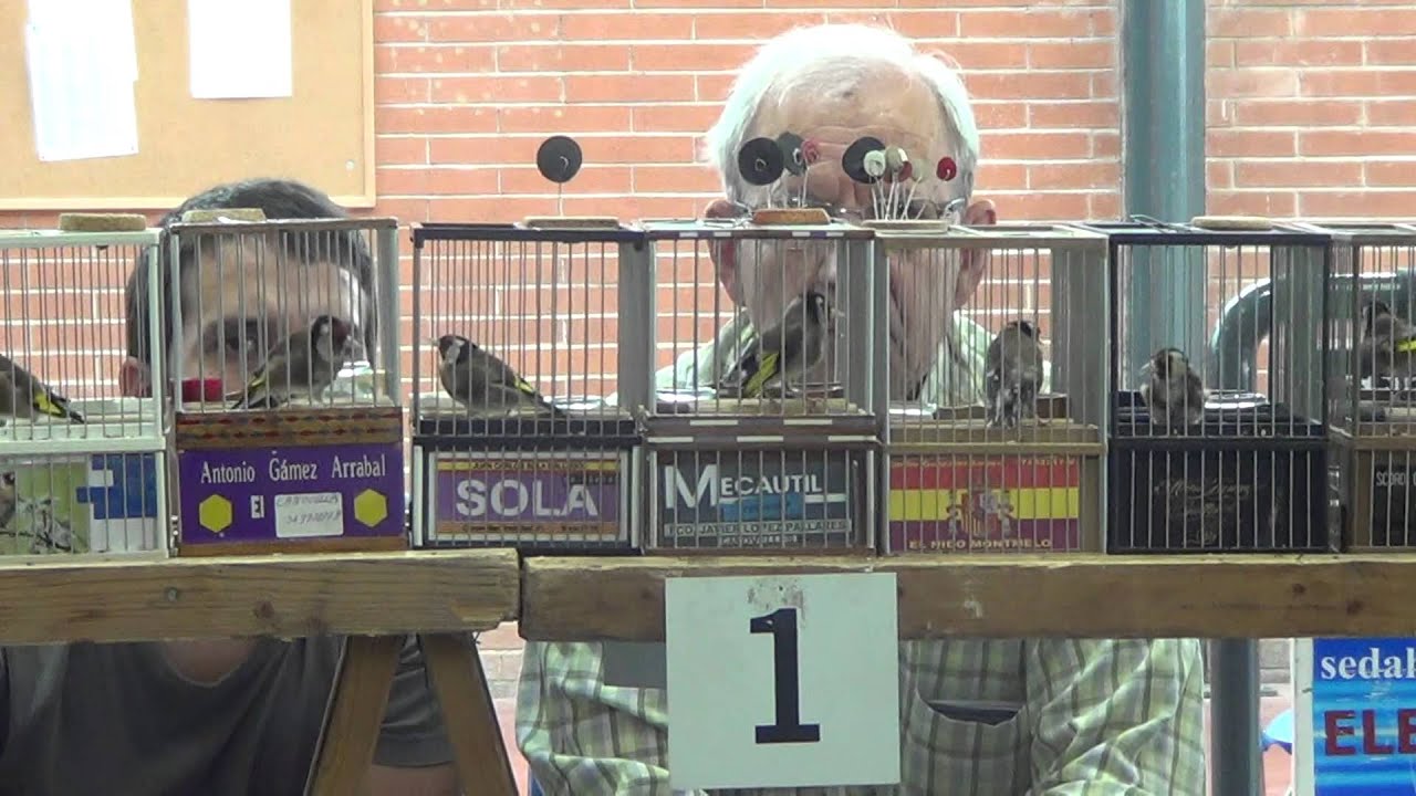 La mejor cadernera 2014 comarca  de Osona - remesa 1