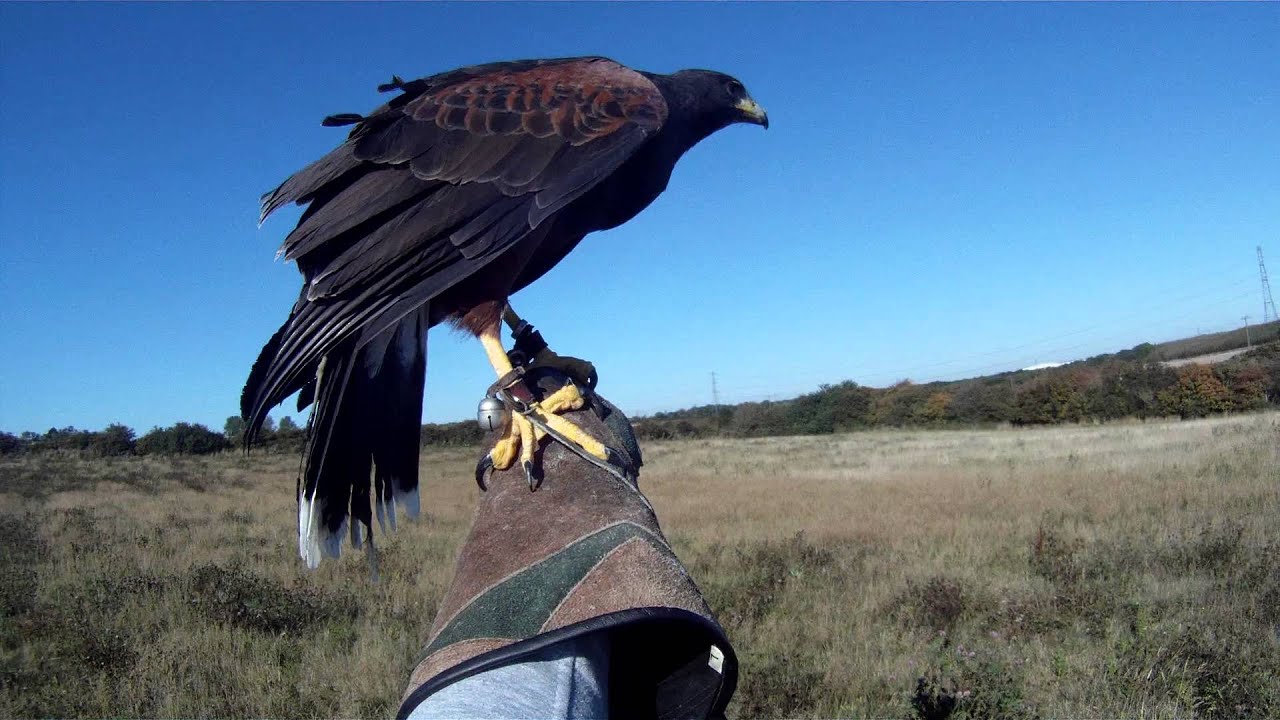 Harris Hawk Training