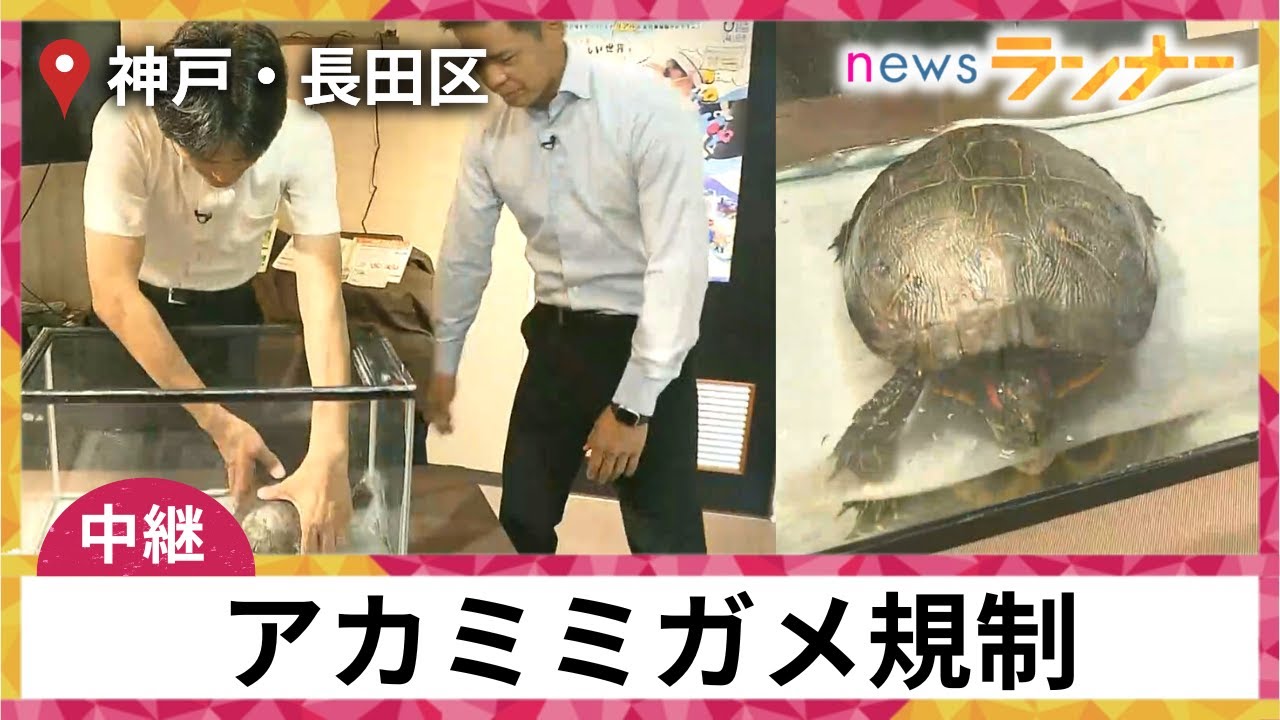 【中継】小さい頃はミドリガメ…アカミミガメが販売・野生放流“禁止”に！ 40年も生きる…神戸市が異例取り組み【関西テレビ・newsランナー】