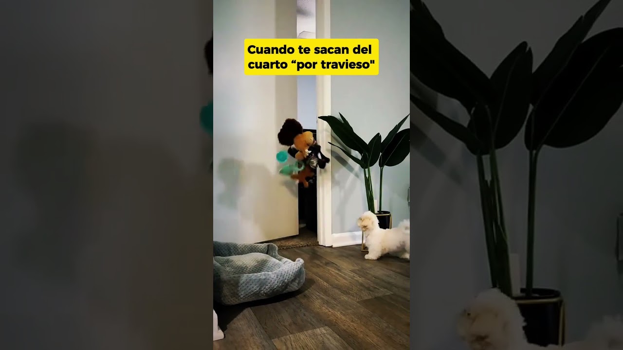 Cuando te sacan del cuarto por hacer travesuras 🤣🐶