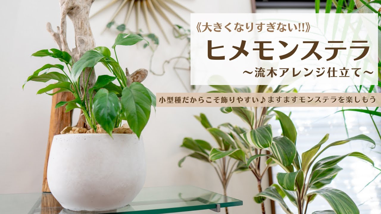 【大きくなりすぎない！ヒメモンステラ】流木アレンジ仕立てでさらにインテリアとして楽しむ♪