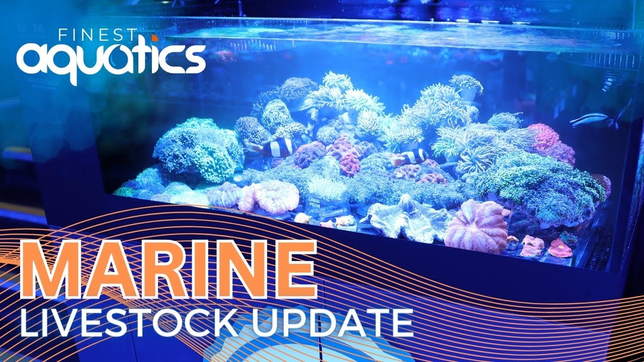 Finest Aquatics, Widnes UK Aquatic Store Marine Livestock Update 3/5/24