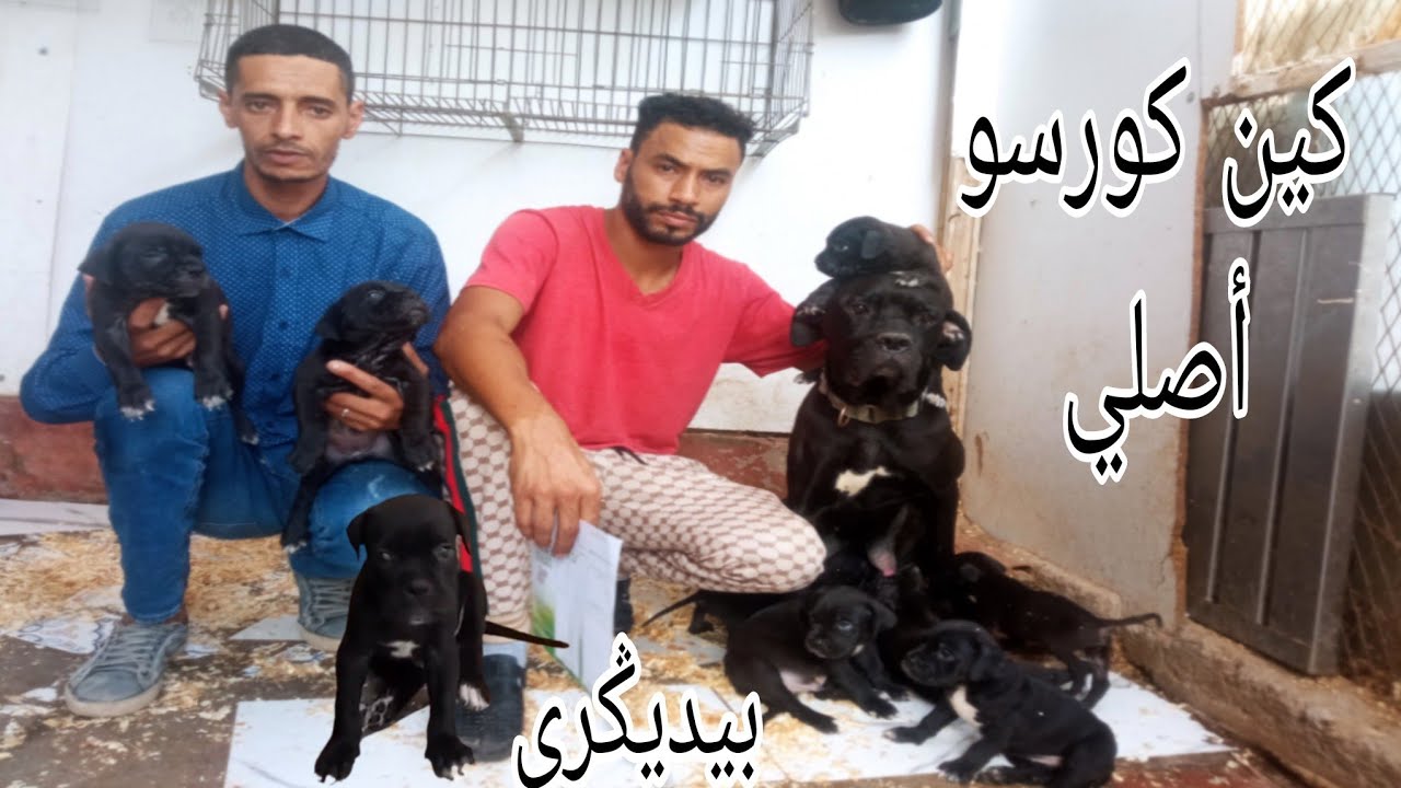 زياره عند الاخ عبد الرزاق كاني كورسو اصلي مالينوا بيدي ݣري