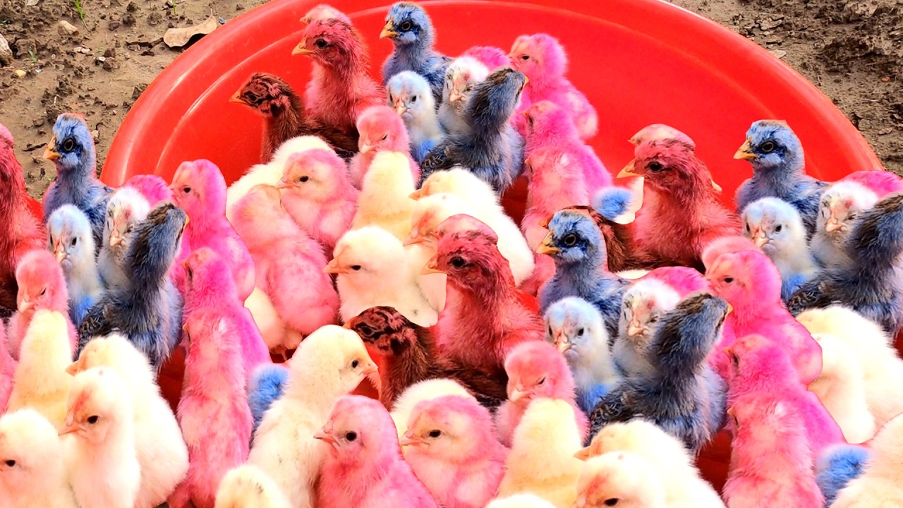 Top 10 Video Catch Animal, Cute Duck, Colorful Chickens, Rainbow Chickens, Animal Care 💜💕💕💚💦💦💙