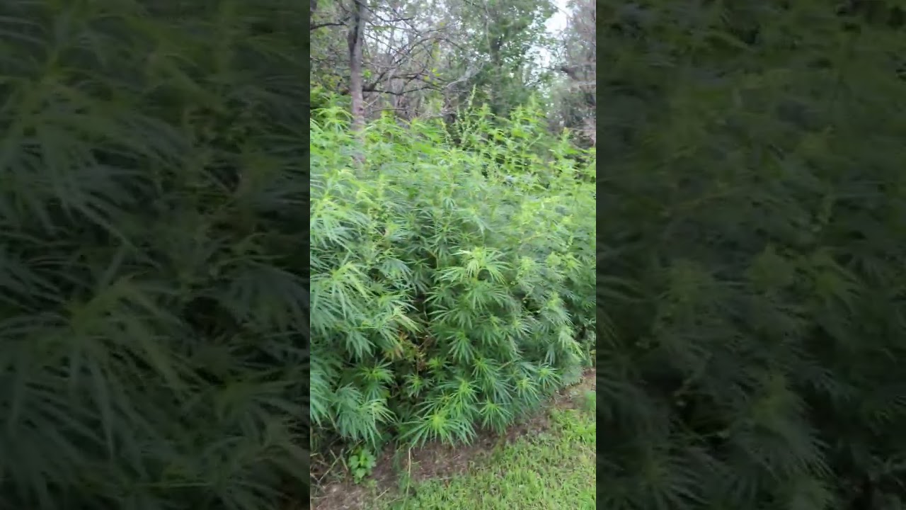 Disc golf weed farm in NE 😜 #discgolf #marijuanaismedicine