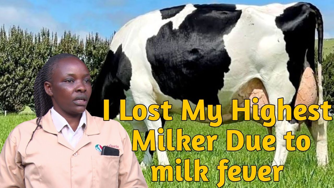 Dairy Urban Farming in a Plot of 50 ×100 Producing 75 Litres Per Day