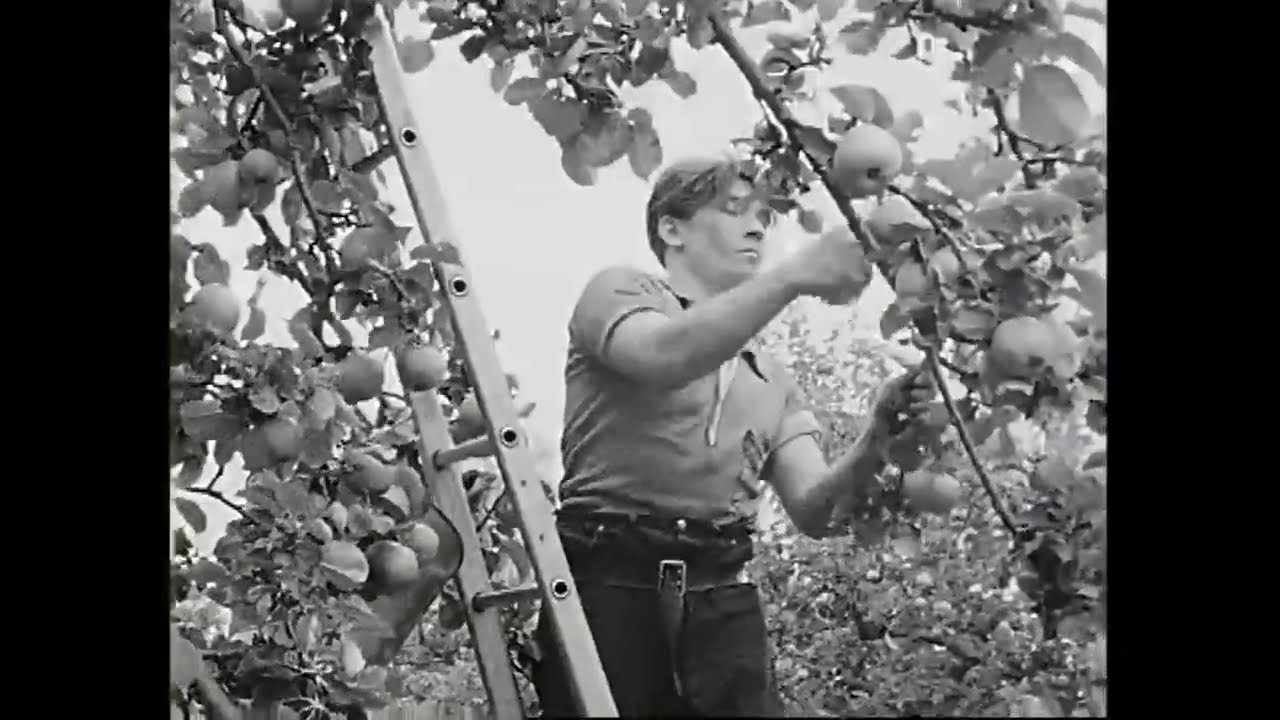 Armagh - The Orchard County of Ireland, 1962