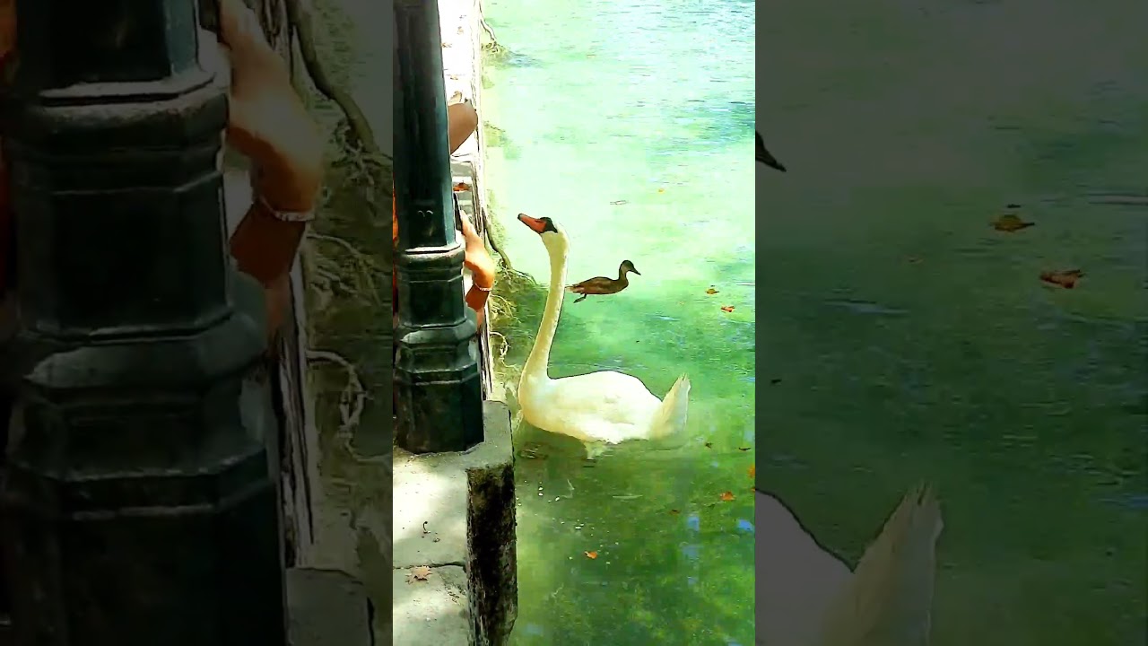 Annecy Lake’s crystal-clear waters and stunning mountains 💧⛰️ 