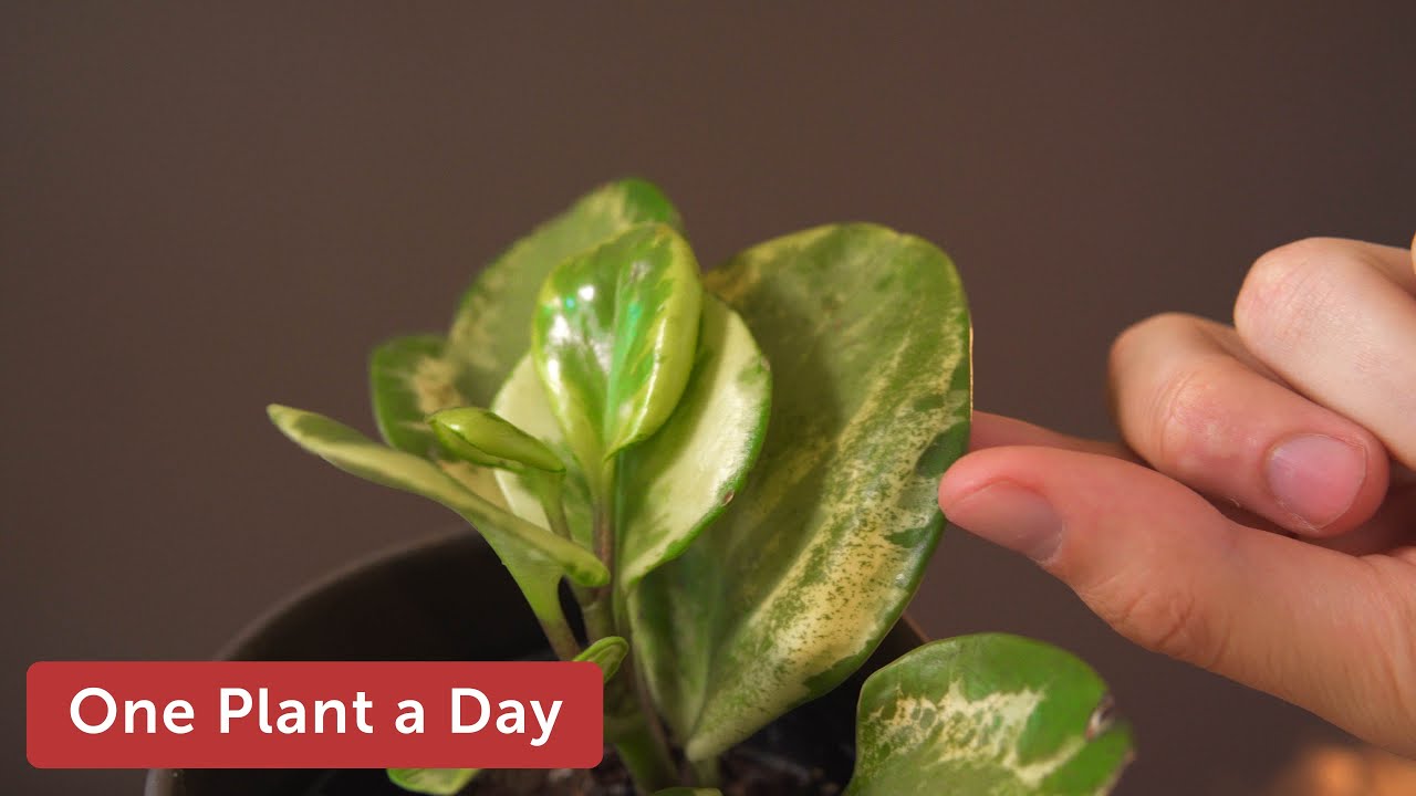 Peperomia obtusifolia 'Variegata' (Baby Rubber Plant) Houseplant Care — 17 of 365