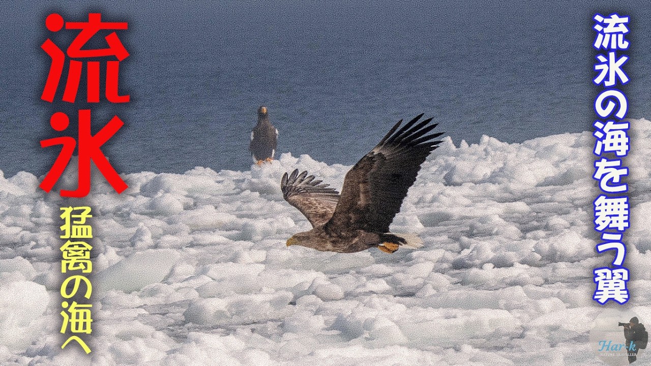 【海から見る流氷】流氷の海を舞う翼～輝く氷平線