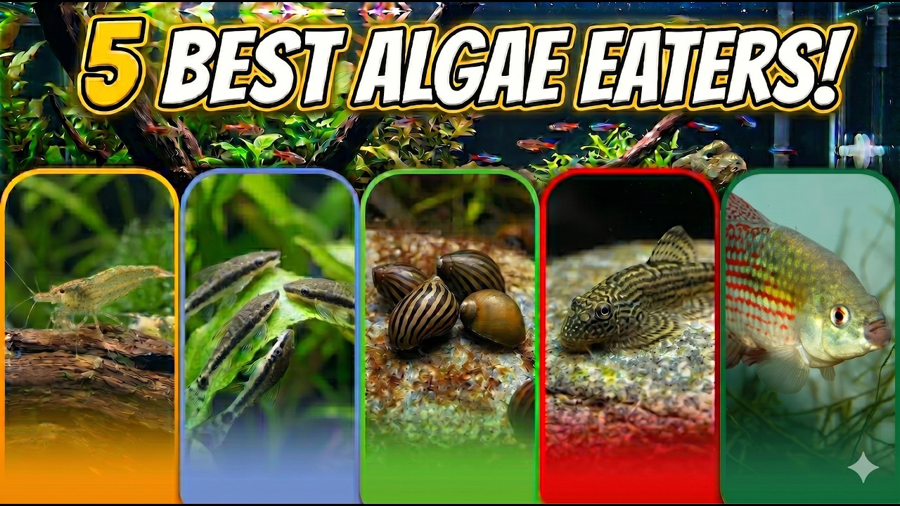 Top 5 Algae Eaters You Didn&rsquo;t Know About