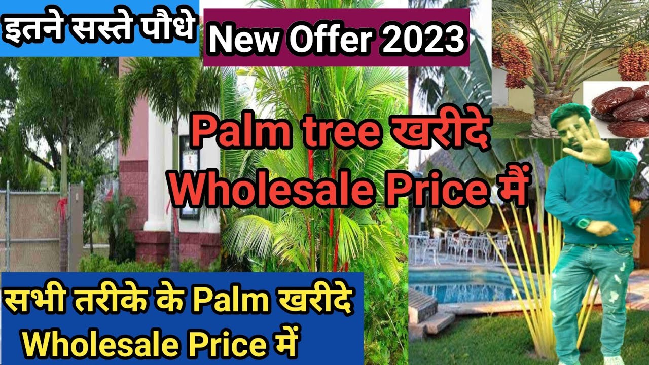 Special Offer Palm tree Wholesale Price Nursery in Gajraula UP