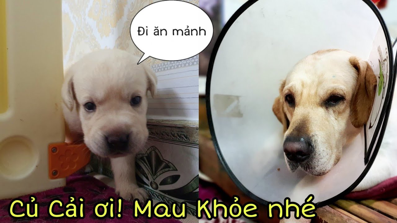 Ngày 21 | Củ Cải Ơi! Mau Khỏe Nhé - Anh Cả Ăn Vụng Đêm Khuya Và Cái Kết